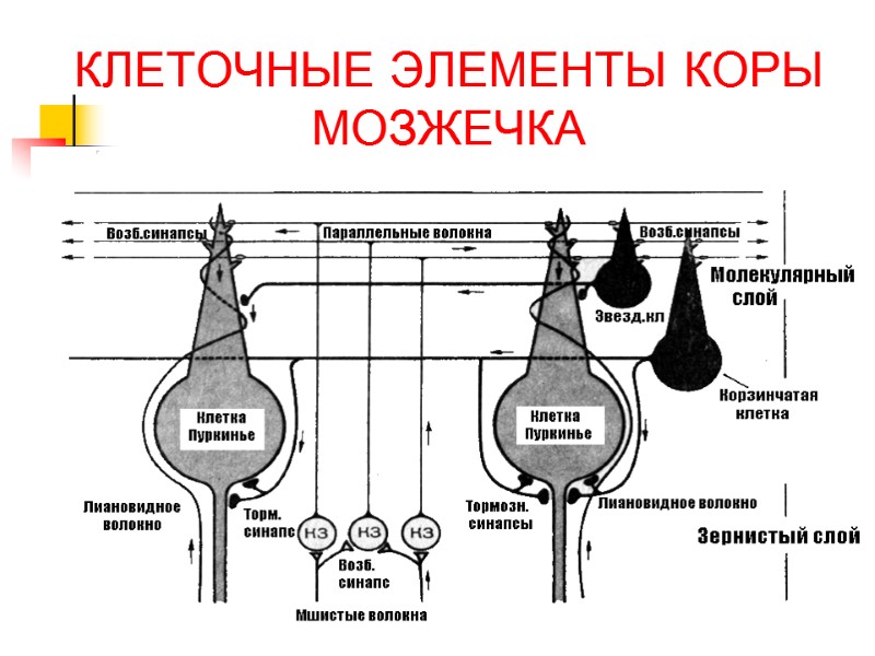 КЛЕТОЧНЫЕ ЭЛЕМЕНТЫ КОРЫ МОЗЖЕЧКА